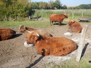 Hightland cattle au marais des Tresseaux (Averdon)