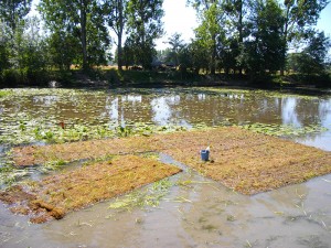 2010-2012 : Mise en place radeaux flottants sur la jussie